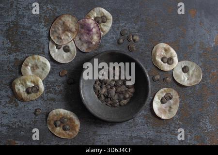 Ehrliche Samenkörner. Samen aus den silbrigen scheibenförmigen Samenkapseln der blühenden Pflanze Lunaria annua. Stockfoto