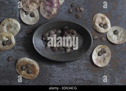 Ehrliche Samenkörner. Samen aus den silbrigen scheibenförmigen Samenkapseln der blühenden Pflanze Lunaria annua. Stockfoto