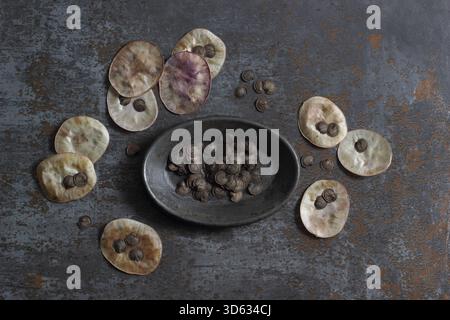 Ehrliche Samenkörner. Samen aus den silbrigen scheibenförmigen Samenkapseln der blühenden Pflanze Lunaria annua. Stockfoto