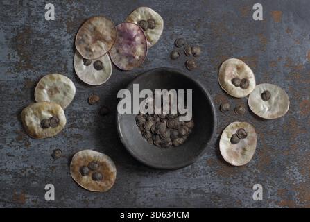 Ehrliche Samenkörner. Samen aus den silbrigen scheibenförmigen Samenkapseln der blühenden Pflanze Lunaria annua. Stockfoto