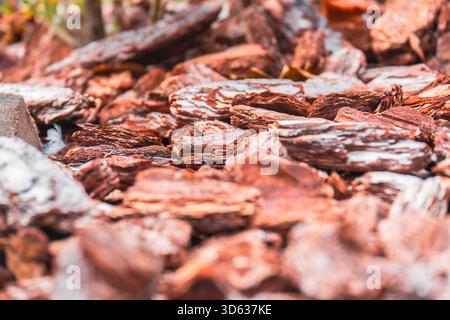 Das Bild zeigt die detaillierte, mehrschichtige Textur von rötlich-braunem Kiefernrindenmulch. Dank der geringen Schärfentiefe eignet es sich ideal als rustikaler, natürlicher Hintergrund für Design- und Gartenmotive. Stockfoto