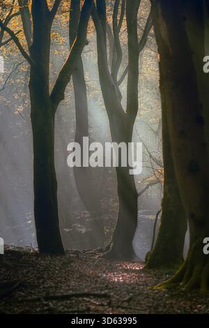 Herbstwald beleuchtet von wunderschönem Morgennebel und Sonnenstrahlen im dunklen Buchenwald Stockfoto