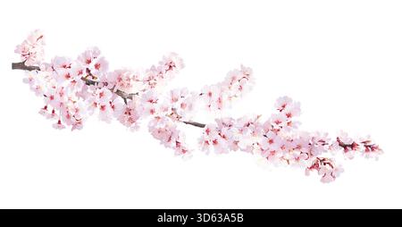 Zweig der blühenden Sakura mit rosa Blüten, Japan. Zweig der japanischen Sakura mit rosafarbener Blume. Frühlingszweig der blühenden Kirsche. Isola Stockfoto