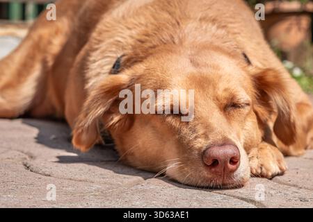 Friedlich schlafender brauner Hund an einem sonnigen Tag. Nahaufnahme eines schlafenden Hundes Gesicht draußen auf Betonboden. Ein Hund, der draußen liegt Stockfoto