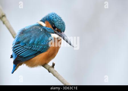 Eurasischer Eisvogel ( Alcedo atthis), männlich im Winter, auf einem Ast mit Schneeflocken auf dem Rücken, Wildtiere, Europa. Stockfoto