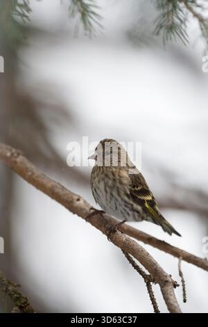 Pine Zeisig / Fichtenzeisig (Spinus Pinus) im Winter, thront in einem Nadelbaum-Baum, in natürlicher Umgebung, Yellowstone Bereich, Montana, USA. Stockfoto