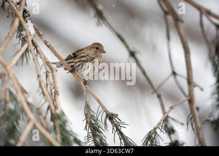 Erlenzeisig Kiefer / Fichtenzeisig (Spinus Pinus) thront in einem Nadelbaum-Baum, Erwachsene im Winter, Yellowstone-Gebiet, USA. Stockfoto