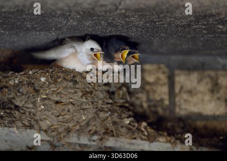 Scheunenschwalben / Rauchschwalben ( Hirundo rustica ), Küken im Nest, fast flüchtig, eine mit seltenem Gendefekt, weißes Gefieder, leuzistisch, Leuzismus, Europa. Stockfoto