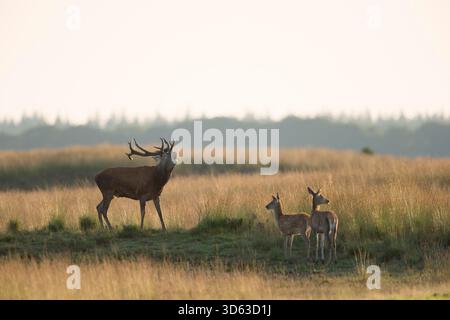 Rothirsch / Rothirsch (Cervus elaphus) Hirsch, laut brüllend, in typischer Steppe, zwei stehen nebenan. Stockfoto