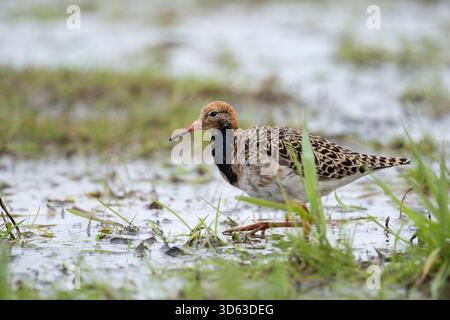 Ruff / Kampflaeufer ( Philomachus pugnax ), auf überschwemmten Grasland während der Frühjahrswanderung ausruhen, nach Nahrung suchen, Wildtiere, Europa. Stockfoto