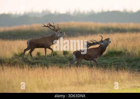 Rival Hirsch / Rothirsche (Cervus elaphus) fordern Gegner heraus, indem sie bellend und parallel laufen. Stockfoto