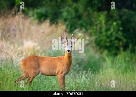 Männliches Reh, Bock, der im Sommergras steht und in die Kamera blickt, Ostpolen Stockfoto