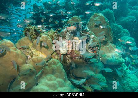 Das Bild zeigt ein lebhaftes Korallenriff-Ökosystem voller Leben mit einer großen Muschel und zahlreichen Fischschwärme. Bild vom Roten Meer Stockfoto