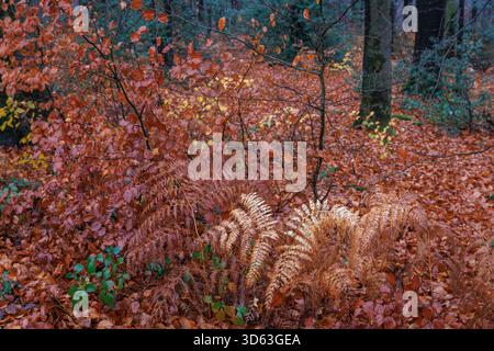 Herbst in einem Wald am Ruhrhoehenweg in der Ardey bei Wetter an der Ruhr, Farn, Nordrhein-Westfalen. Herbst im W Stockfoto