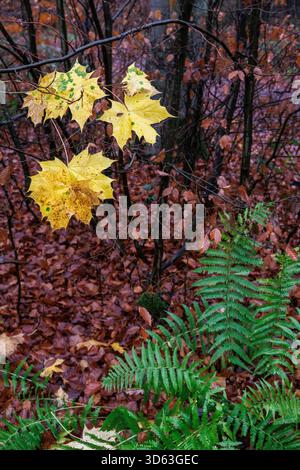 Herbst in einem Wald am Ruhrhoehenweg in der Ardey bei Wetter an der Ruhr, Ahornblätter und Farn, Nordrhein-Westfalen, Ger Stockfoto