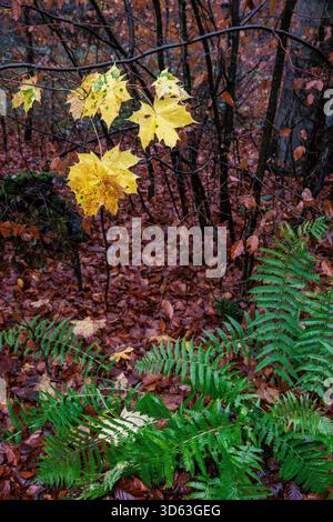 Herbst in einem Wald am Ruhrhoehenweg in der Ardey bei Wetter an der Ruhr, Ahornblätter und Farn, Nordrhein-Westfalen, Ger Stockfoto