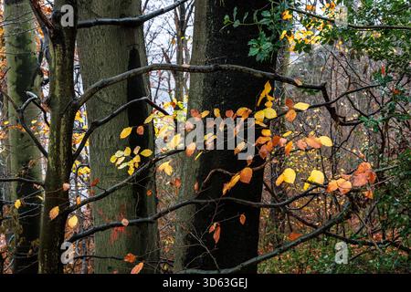Herbst in einem Wald am Ruhrhoehenweg in der Ardey bei Wetter an der Ruhr, Buchenblätter, Nordrhein-Westfalen. Sie Stockfoto