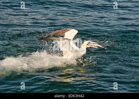 Nördliche Tölpel tauchen, fliegen und fangen Fische Stockfoto