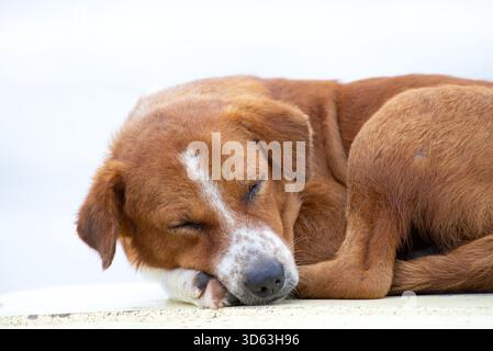 Ein ruhiger, brauner und weißer Hund, der in einer gekräuselten Position ruhig schläft und seinen Kopf auf der Pfote vor einem hellen Hintergrund auflegt. Stockfoto
