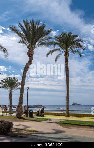 Palmen und Menschen, die entlang der Promenade in Benidorm, Spanien, spazieren Stockfoto