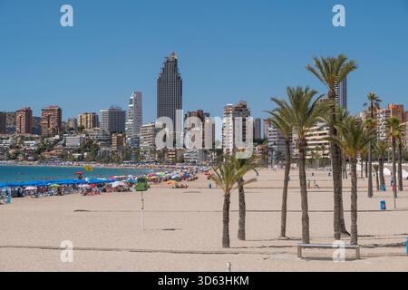 Strand und Palmen mit Wolkenkratzern in Benidorm, Spanien Stockfoto