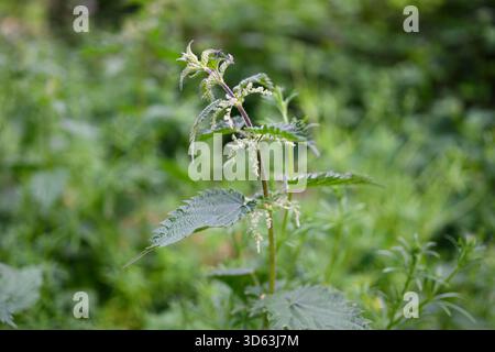 Nahaufnahme von Urtica dioica, bekannt als Brennnessel, Brennnessel brennen oder Brennnessel. Stockfoto
