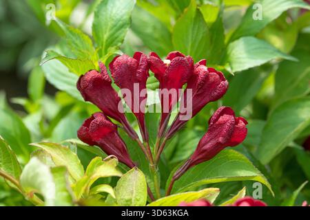 Weigelie, Weigela KIRSCHLIEBE Stockfoto