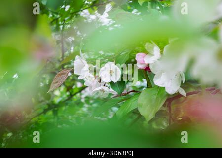 Zarte weiße Blumen, eingerahmt von grünen Blättern Stockfoto