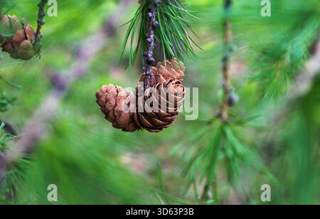Tannenzapfen auf Evergreen Tree Branch Stockfoto
