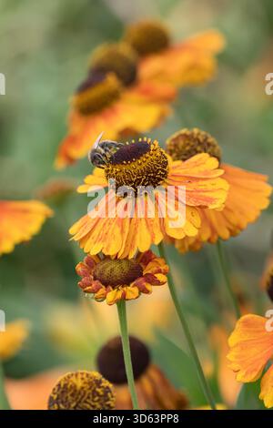 Sonnenbraut, Helenium Sahins Early Flowerer Stockfoto