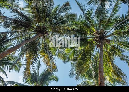 Ein niedriger Winkel von Kokospalmen auf blauem Himmel Hintergrund in einer tropischen Sommerumgebung. Horizontales Foto, niemand. Reisen und Tourismus. Stockfoto