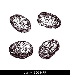 Pflaumen, ein Satz von Vektorabbildungen, alle Objekte werden von Hand in Tinte gezeichnet und in Vektor übersetzt. Vektorillustration ist schön für Stock Vektor