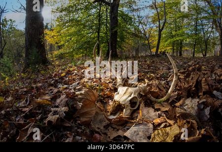Schädel von Weißschwanzhirschen (Odocoileus virginianus) im Herbstwald in Zentral-Virginia. Stockfoto