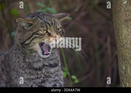 Schottische Wildkatze (Felis silvestris grampia) mit offenem Mund und offenen Zähnen im West Country Photography Centre, England. Stockfoto