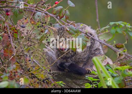 Junge schottische Wildkatze (Felis silvestris grampia), die im West Country Photography Centre durch die Vegetation schaut. Stockfoto