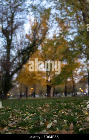 Blick auf die Grashöhe des Herbstparks, goldener Ginkgo-Biloba-Baum, der bei Dämmerung in der Ferne leuchtet, verstreute Blätter auf dem Rasen, Bokeh-Straßenlaternen, friedliche Scener Stockfoto