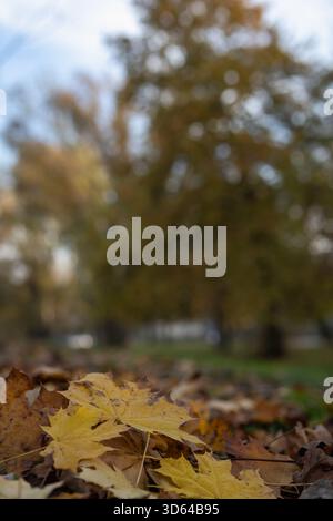 Nahaufnahme von leuchtenden gelben Ahornblättern, die den Boden in einem Herbstpark bedecken, mit weichem Hintergrund von Bäumen unter hellem bewölktem Himmel Stockfoto