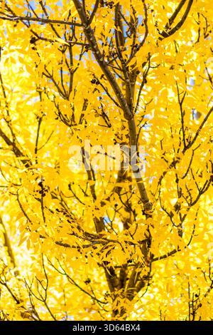 Detaillierte Darstellung von Gelbaspen mit strukturiertem Stamm und umliegendem Laub für Naturthemen Stockfoto