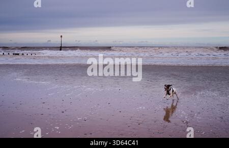 Springer Spaniel sprang am Strand herum Stockfoto