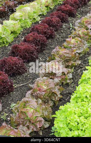 Reihen von roten und grünen Salatsorten, die in einem Gemüsegarten wachsen, einschließlich Navara, Rossa di Trento, Matador, Roxy & Salatschüssel. UK. Lactuca sativa. Stockfoto