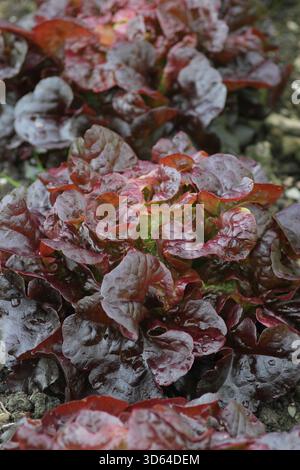 Kopfsalat Eiche mit sehr tiefroten schwarzen Blättern, geschnitten und wiederkommen Kopfsalat. Lactuca sativa Stockfoto