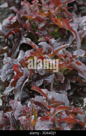 Salat Salat Schüssel Red, ein schnell wachsender Schnitt, der bei Reife wieder zu Salat kommt. Lactuca sativa. UK Stockfoto