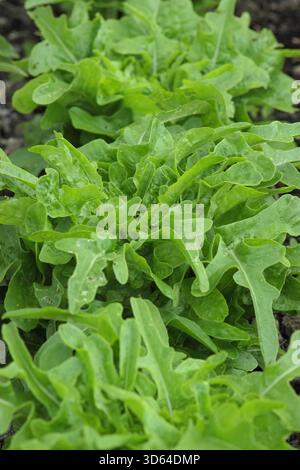 Salat Catalogna, eine italienische Eichenblattsorte mit langen, gezackten Blättern, die im Sommer wachsen. UK Stockfoto