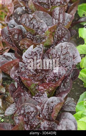 Salat Staaze, ein tiefroter Kopfsalat, der im Sommer - Juni wächst. Lactuca sativa. Stockfoto