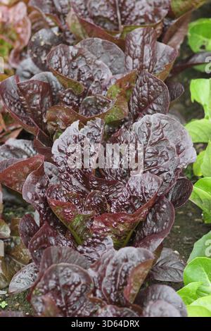 Salat Staaze, ein tiefroter Kopfsalat, der im Sommer - Juni wächst. Lactuca sativa. Stockfoto