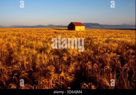Ein kleines Hüttengebäude steht allein inmitten eines großen Getreidefeldes. Der Weizen ist bei Tageslicht Golden. Puy de Dome. Auvergne Rhone Alpes. Frankreich Stockfoto