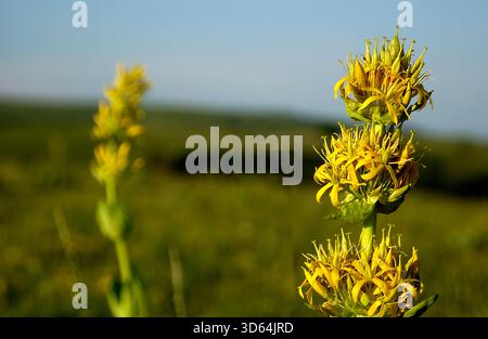 Nahaufnahme eines Enzians (Gentiana lutea), Vulkanpark Auvergne. Puy de Dome. Auvergne Rhone Alpes. Frankreich Stockfoto