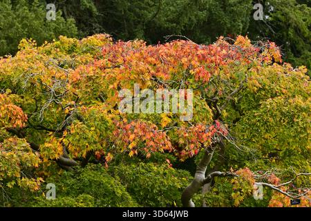 Japanischer Ahorn (Acer palmatum) Herbstlaub, National Botanic Gardens in Dublin Irland. Stockfoto