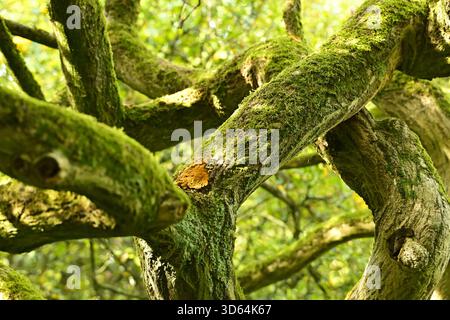 Mit Moos bewachsene Äste, botanischer Garten Hortus Botanicus in Amsterdam Niederlande. Stockfoto