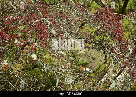 Gemeiner Weißdornbaum (Crataegus monogyna) mit roten Beeren, County Wicklow Irland. Stockfoto